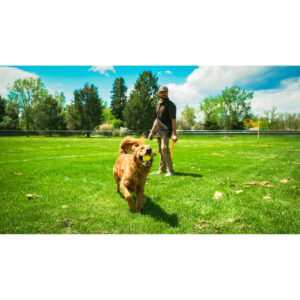 Ballwurfmaschine für Hunde Hunter Gelb Orange Gummi Bold